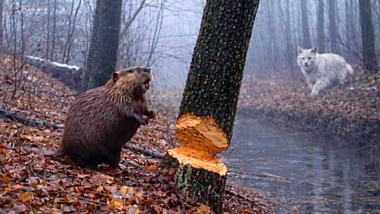 The Beaver Has No Idea… A White Lynx Is Watching