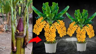 Let's see the new technique of grafting banana flowers to get a lot of banana trees