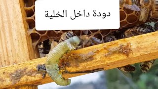 فحص خلية النحل وما وجدت؟