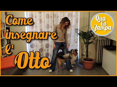 Video: Come Insegnare A Un Cane A Ballare