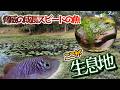 【アクアリウムレイアウト】寿命の6倍長生きしている熱帯魚の水槽を健康維持のためリセット、エアレーション無の輝く生態系を維持する