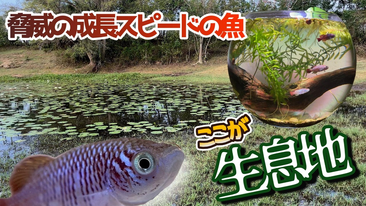 水槽 noko YouTube