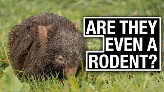 The WOMBAT! Everything You Need to Know (All Species Explained)