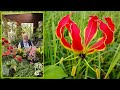 Gloriosa  une flamboyante fleur grimpante pour embellir votre t le quotidien du jardin n361