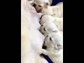 Gorgeous newborn puppies bulldog nursing #puppy #pistenbully #newbornpets #cute #adoreble #bestpals