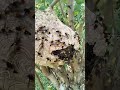 Why You Should NEVER Destroy a Hornet's Nest! #hornet #nature #dangerous