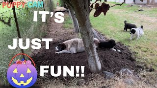 Another Awesome Puppy CAM#2 Watch the puppies play and live their best puppy life!! #puppylife by DIY MY RURAL LIFE! 141 views 7 months ago 24 minutes