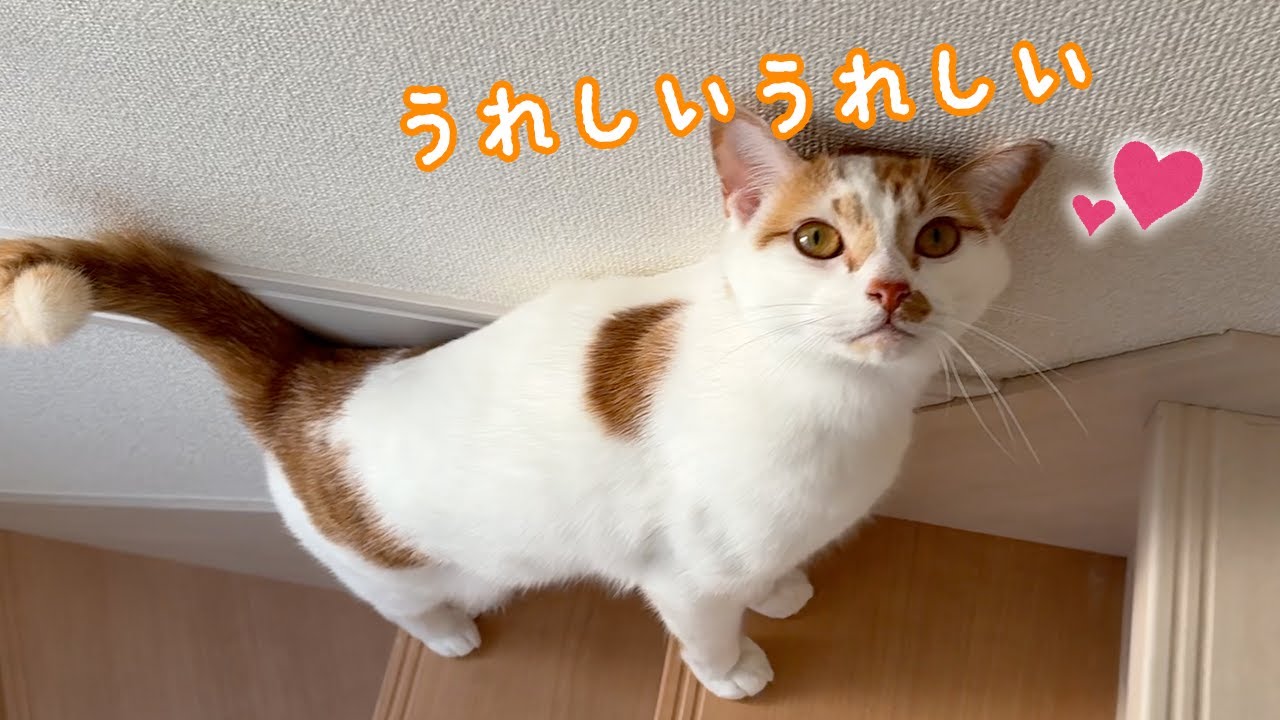 朝の甘えトロしゃんが可愛すぎます…！