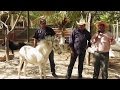 Equino: Granja de Caballos Miniatura y Caballos Ponis