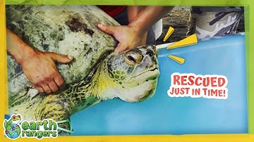 26 Sea Turtles Saved From Poachers! | Earth Rangers