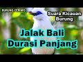 Suara Kicaun Burung Jalak Bali Durasi Panjang Siap Buat Masteran Burung Omkicau(.mp3 .mp4) Mp3 - Mp4 Download