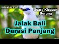 Suara kicaun burung jalak bali durasi panjang siap buat masteran burung