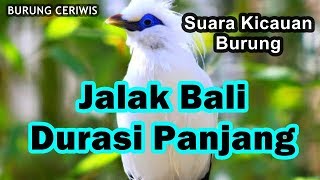 Suara Kicaun Burung Jalak Bali Durasi Panjang Siap Buat Masteran Burung