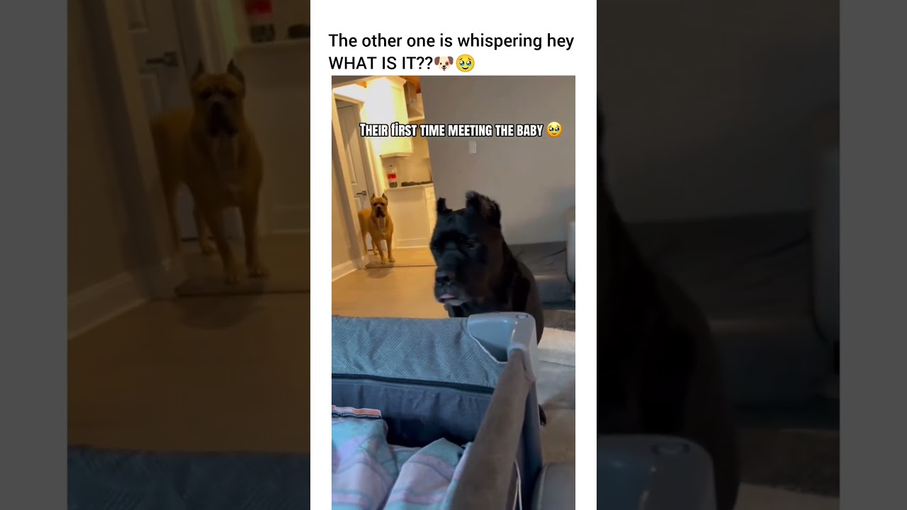 That’s his baby now 🥹🥹 #dog #funny #petshub #dogshorts #pets