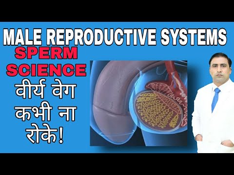 MALE REPRODUCTIVE SYSTEM SPERM SCIENCE | वीर्य वेग कभी ना रोके!