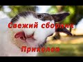 КОТЫ, СОБАКИ, ПРИКОЛЫ 2020, ЛУЧШИЕ ПРИКОЛЫ С ЖИВОТНЫМИ  (Сборник)