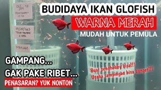 Cultivation of red glofish fish | For beginners | Side Business
