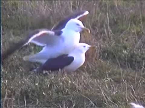 Herring Gulls Mating