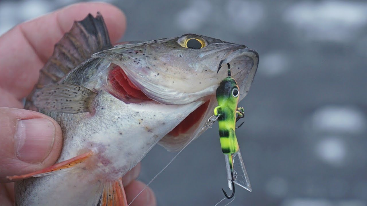Перволедье! Новинка в мире балансиров.