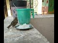 Sparoows drinking and eating video//put some water and food to birds //#creativejuices