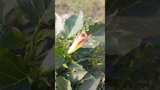 ঔষধি গাছ ধুতুরা rabiulsirvlogs flowers gardening agriculture garden nature plants ayurved