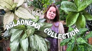A Tour Of My Aglaonema Houseplant Collection