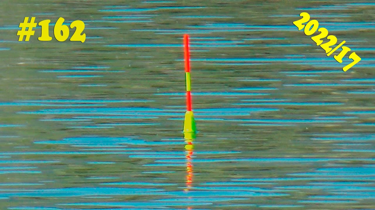 Huge Fish Hunting with Float Rod Fishing with Live Bait in the River