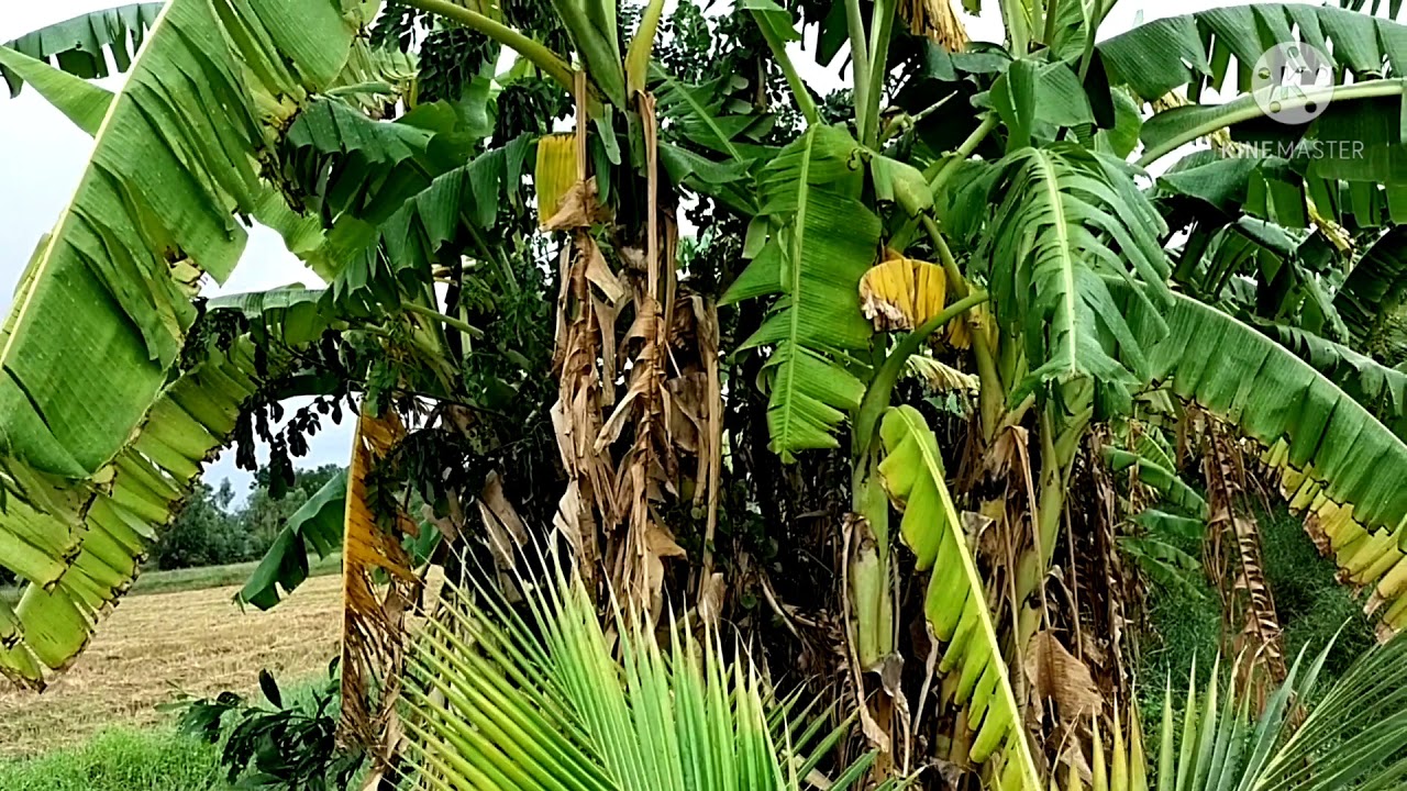 ขายบ้านพร้อมไร่นาสวนผสม7-2-20ไร่ยกแปลงสองล้านสี่แสนบาทที่พังโคนติดต่อ088-3322-053