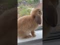 Big baby bunny HuanHuan walks on the windowsills and looks out through the windows. #shorts