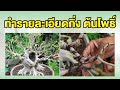 Bonsai Station [Workshop Station] EP.25 ทำรายละเอียดกิ่งต้นโพธิ์