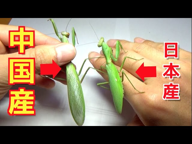 Danger] Chinese mantises are pushing Japanese mantises to the