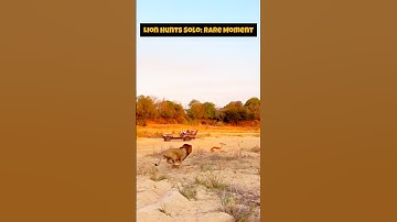 Rare Footage: Male Lion Hunting Alone in the Wild