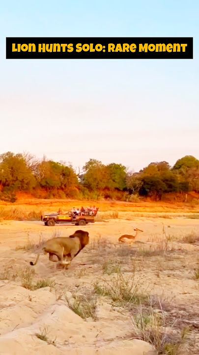 Rare Footage: Male Lion Hunting Alone in the Wild