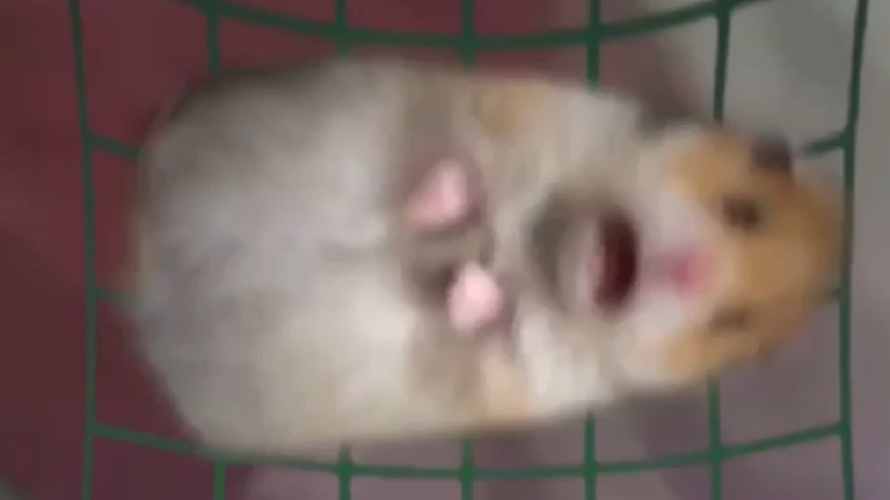 hamster POV