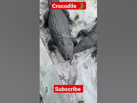 hungry crocodiles, 🐊crocodile status video #shorts #viral #status 🐊