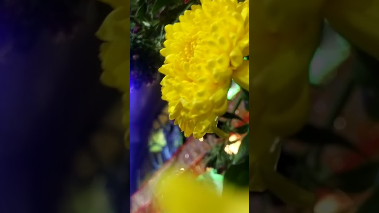 #garibnath#vlog#mahashivratrispecial#viralvlog#vlogwithshashi