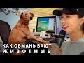 Как обманывают животные? \\ лекция Евгении Тимоновой