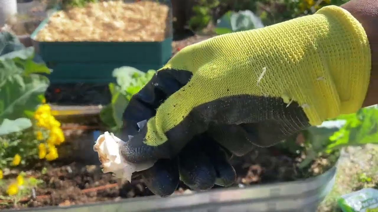 Посадка лука-севок в зоне 8b с мягким зимним климатом 🧅🍅🥦🥬❤️😊💚