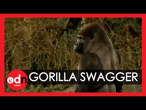 Gorilla learns to swagger like a man