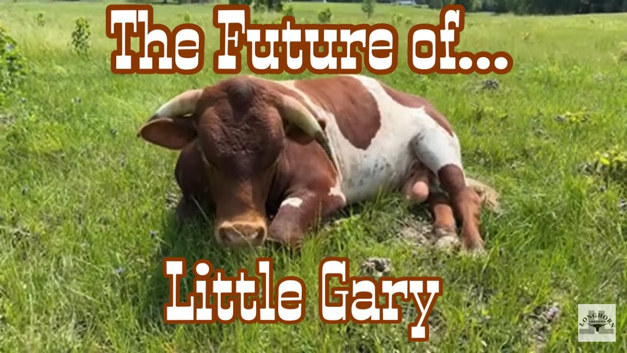 Bull Rescue Robot What is the future of the world’s most famous rescue bull? - YouTube