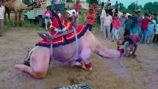 राजस्थानी ऊंट का ऐसा डांस नहीं देखा होगा।।bagar ka unt Lankapati।camel।।camel dance।।unt ka dance