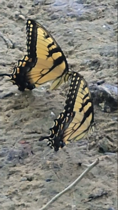 OMG!!! Butterfly Peeing