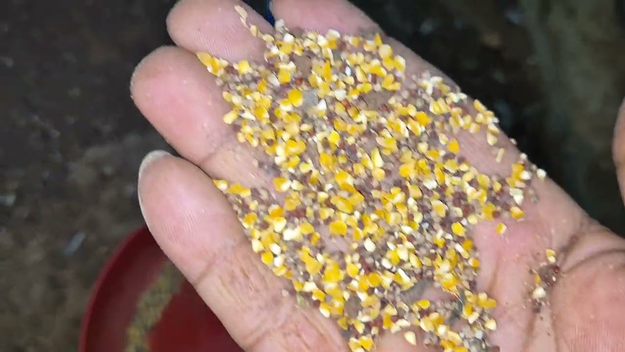 ಪ್ಯೂರ್ ನಾಟಿ ಕೋಳಿ ಮರಿಗಳ ಆಹಾರ ಮತ್ತು ರೋಗಬಾರದಂತೆ ನಿರ್ವಹಣೆ 🐓🐓🐓🐓