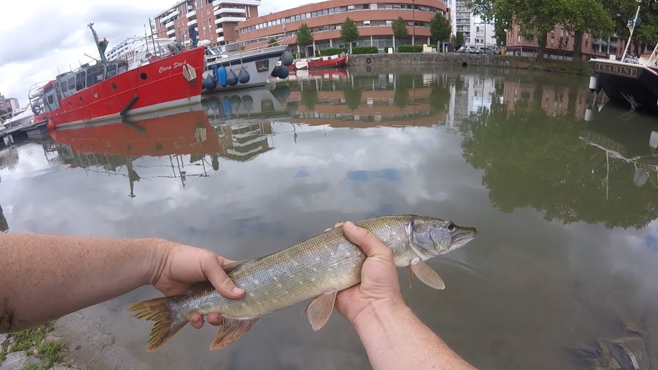 Pêche urbaine ToulousePerches et brochet,un jour de repos bien sympa