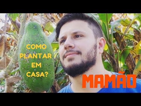 Vídeo: Mamão Em Casa