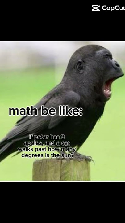 LIKE WAT #math #fax #fr #gorillabird #gorilla #monkey #monke #bird