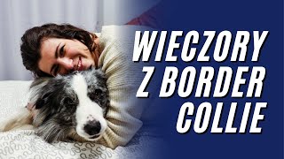 Jak zachowuje się Border Collie w naszym domu?