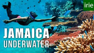 JAMAICA SNORKELING. Does Jamaica have good snorkeling? ft JESSICA CARGILL