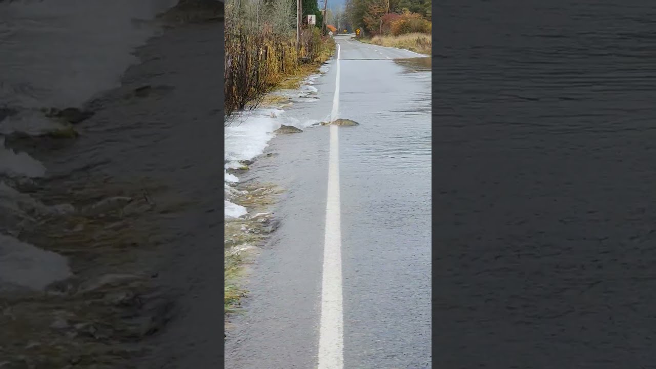 Salmon Hilariously Swims Across Flooded Road 
