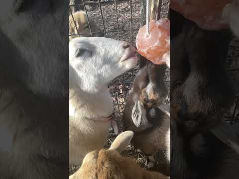 Sheep and goats licking a pink Himalayan salt block